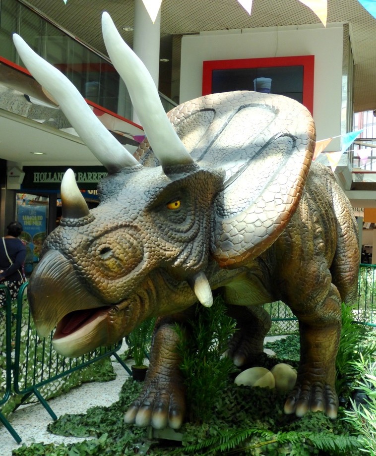 Triceratops by fishers