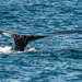Whale Tail by dianen