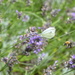 Bees and the butterflies love the lavender by snowy