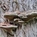 Fungi by rosie00