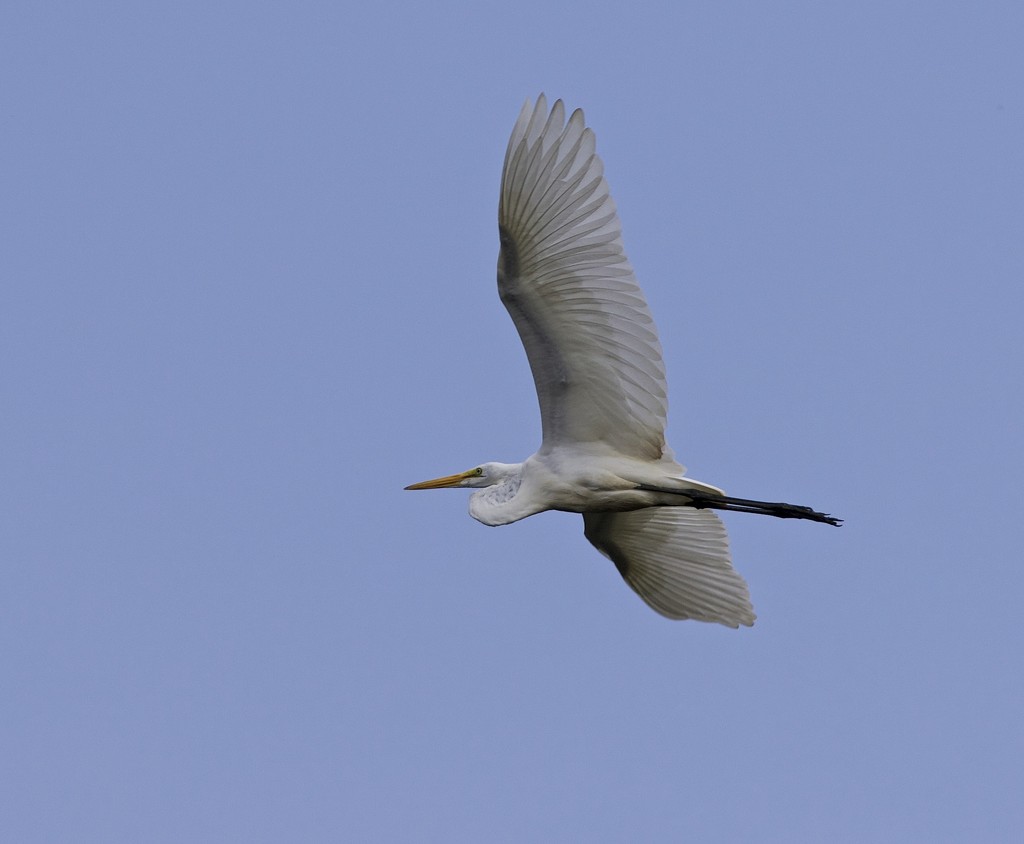 LHG_1268 Looking Up- Great Egret by rontu