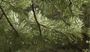 24th Jul 2019 - Weeping pine trees