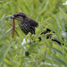 red-winged blackbird with praying mantis by rminer