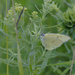 Sulphur butterfly by rminer