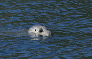 11th Aug 2019 - Harbor Seal