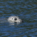 Harbor Seal by redy4et