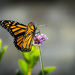 Monarch Pollination by marylandgirl58