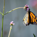 Monarch Butterfly by marylandgirl58