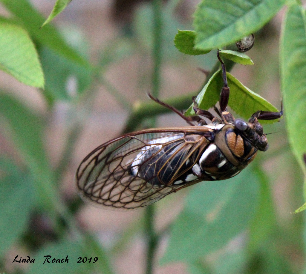 August Cicada by grannysue