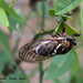August Cicada by grannysue