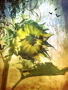 11th Aug 2019 - Sunflower