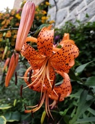 11th Aug 2019 - Tiger Lilies 