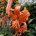 Tiger Lilies  by waltzingmarie
