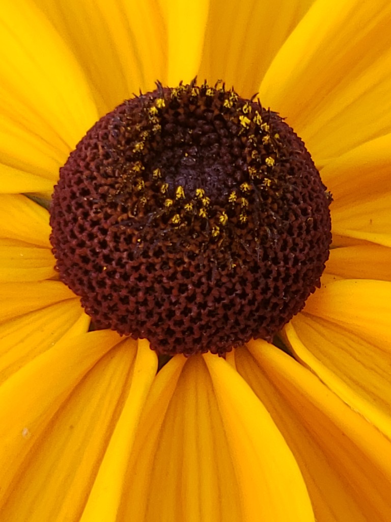 Sunflower Bellybutton  by waltzingmarie