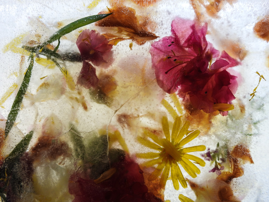 Flowers in ice. by jeneurell