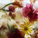 Flowers in ice. by jeneurell
