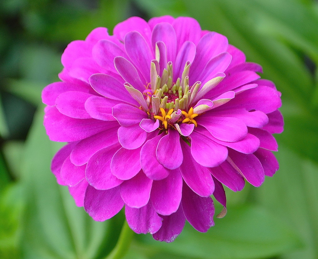 The glory of zinnias in summer. by congaree