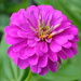 The glory of zinnias in summer. by congaree
