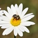 busy bee by edorreandresen