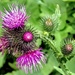 Thistle with some dewdrops. by ludwigsdiana