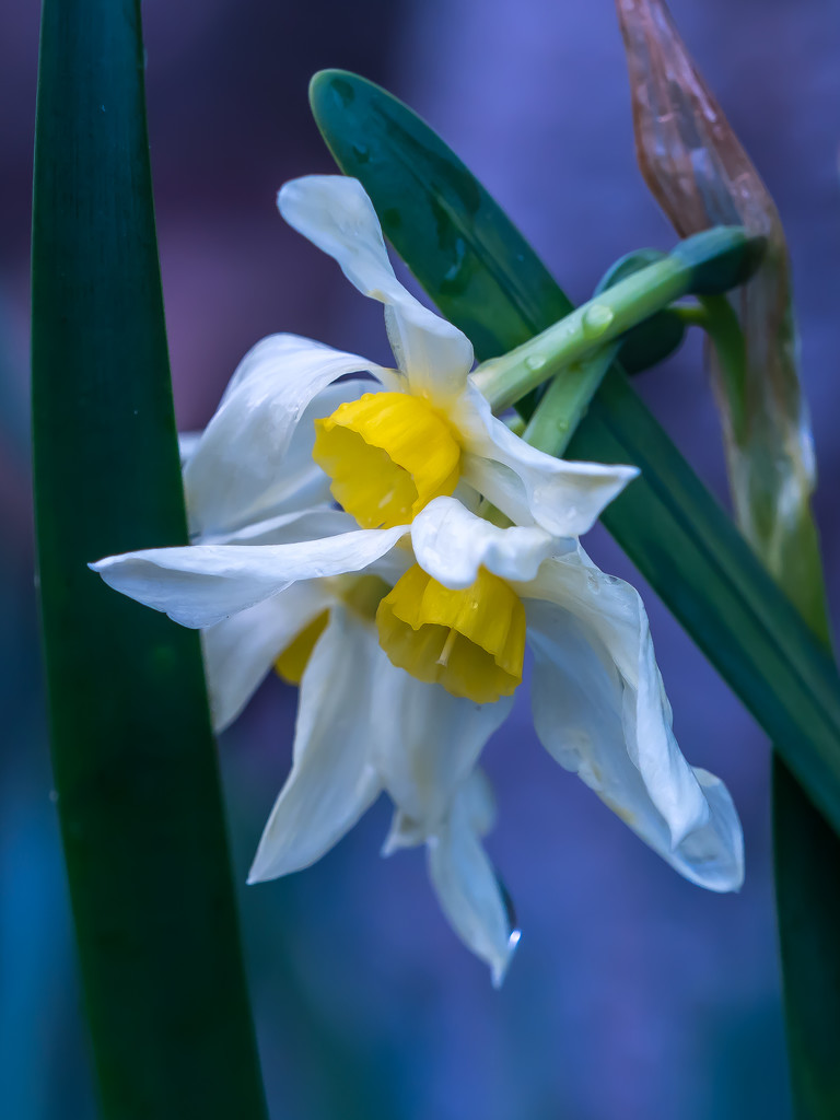 Daffodils by gosia