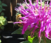 26th Sep 2018 - Bee balm and bee