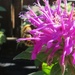 Bee balm and bee by lellie