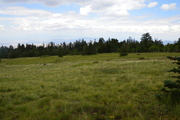 12th Aug 2019 - High Elevation Meadow