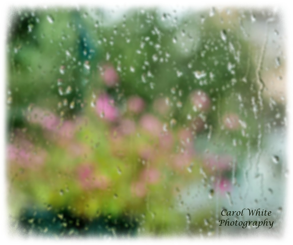 Rainy Day Bokeh by carolmw