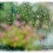 Rainy Day Bokeh by carolmw