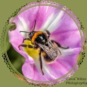 12th Aug 2019 - Collecting Pollen