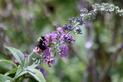 10th Aug 2019 - The Bee on the Butterfly Bush