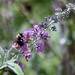 The Bee on the Butterfly Bush by genealogygenie