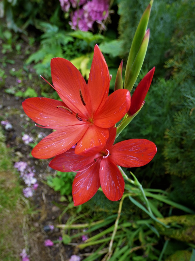 Kaffir Lily (Hesperantha coccinea "Major") by beryl