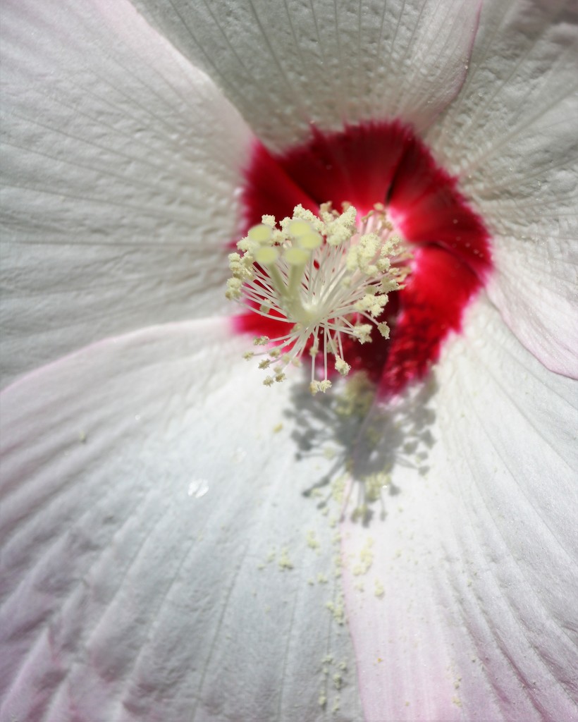August 10: Hibiscus by daisymiller