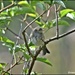 Garden Warbler by rosiekind