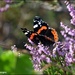 Red Admiral in the heather by rosiekind