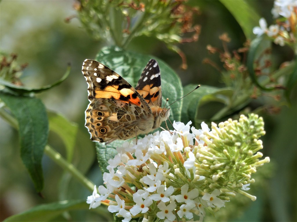  Painted Lady on White Buddleia  by susiemc