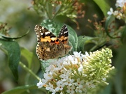 12th Aug 2019 -  Painted Lady on White Buddleia 