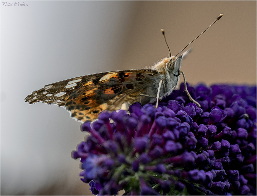 Another Painted Lady by pcoulson