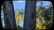 13th Aug 2019 -    Wattle On The Hill ~  