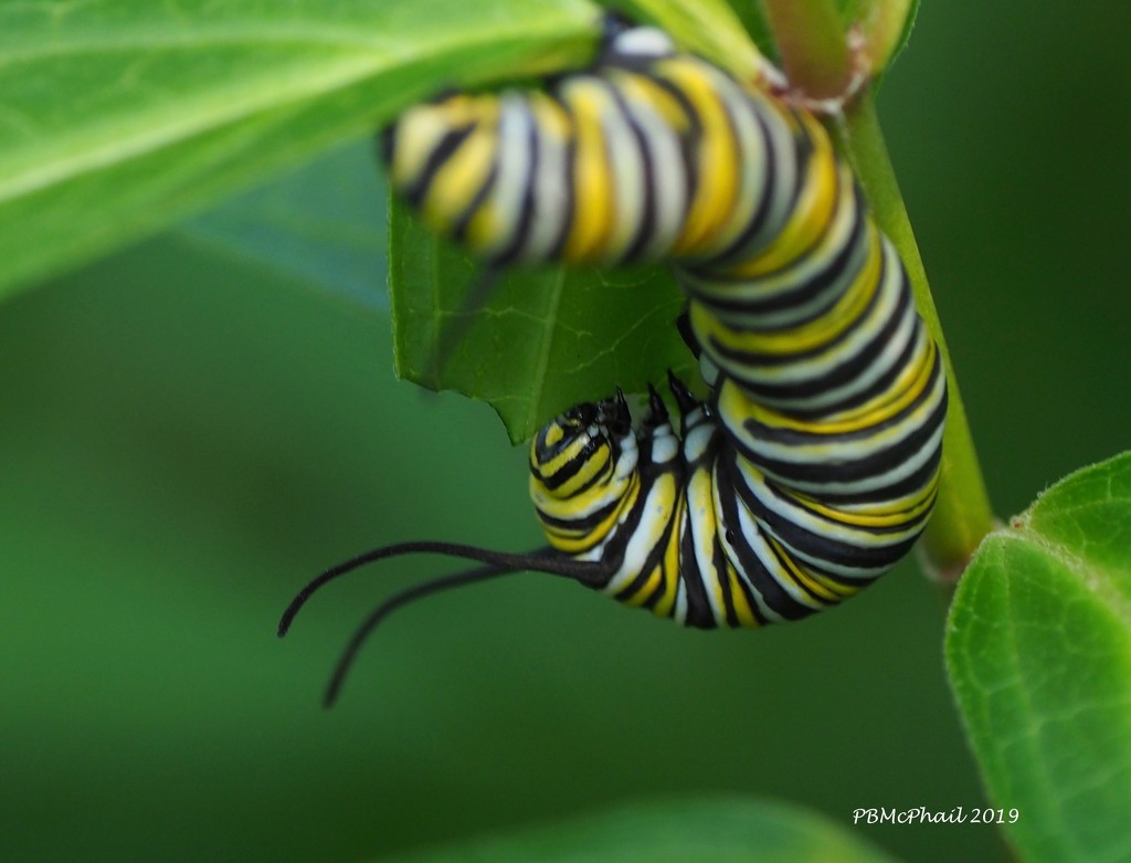 Busy Caterpillar  by selkie