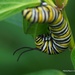 Busy Caterpillar  by selkie