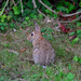 bunny by stephomy