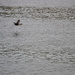Cormorant in Flight by stephomy