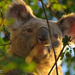 Ryder by koalagardens