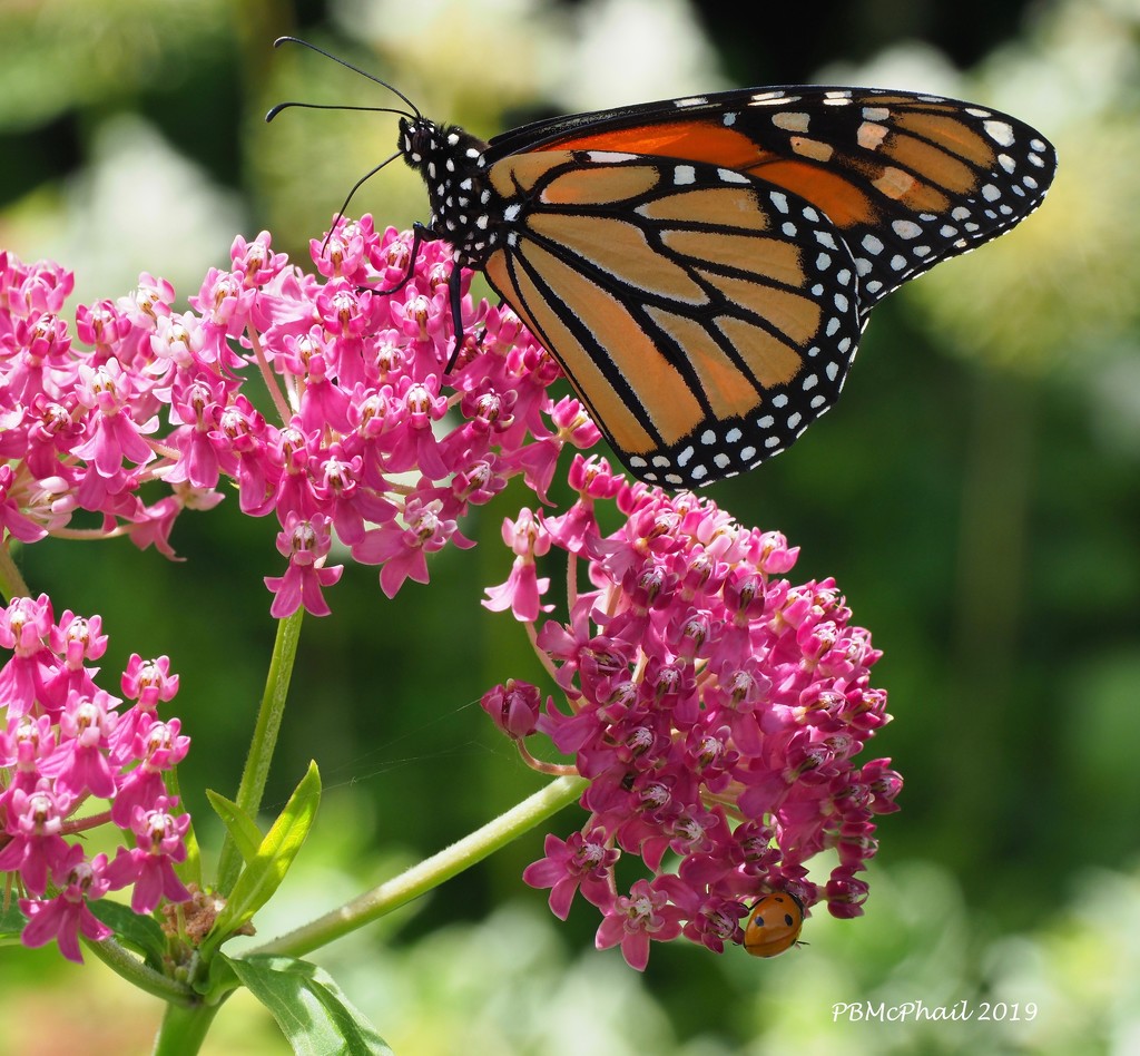 Monarch Mama by selkie