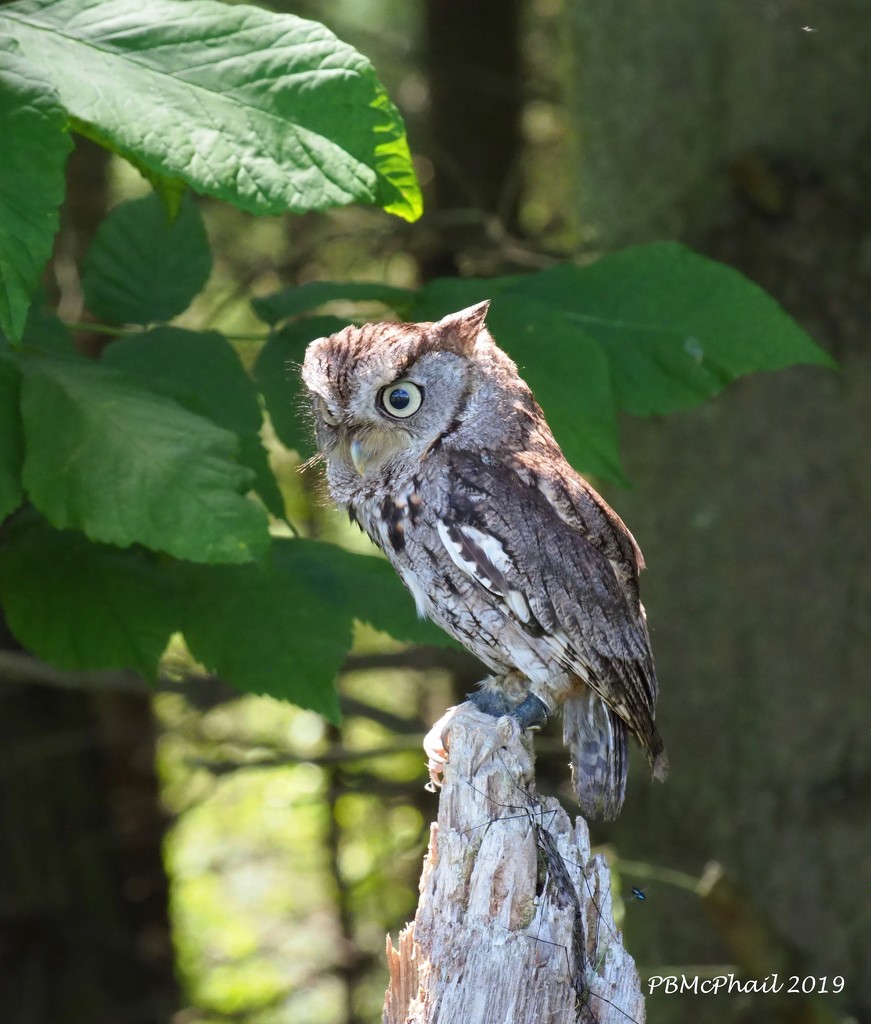 Geordie the Screech Owl by selkie