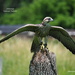 Johnnie, a Lanner Falcon by selkie