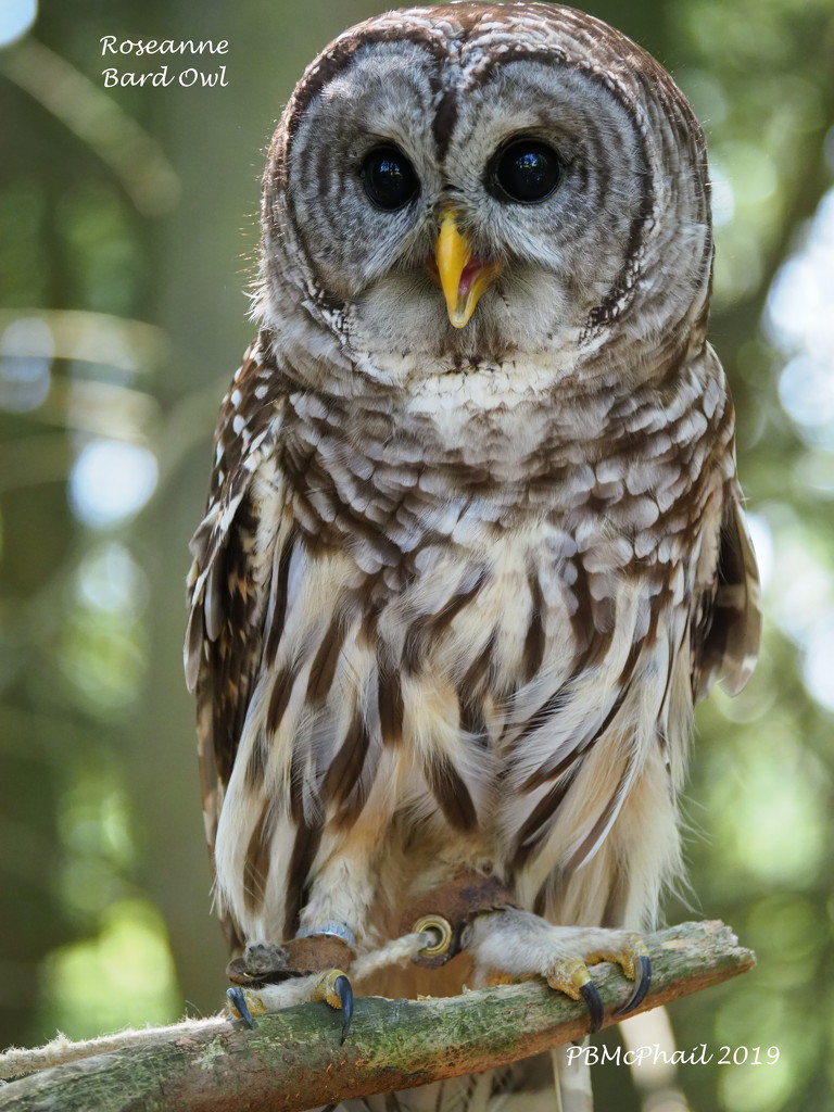 Roseanne, a Bard Owl by selkie